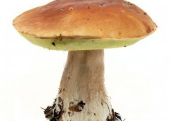 raccolta funghi 2023